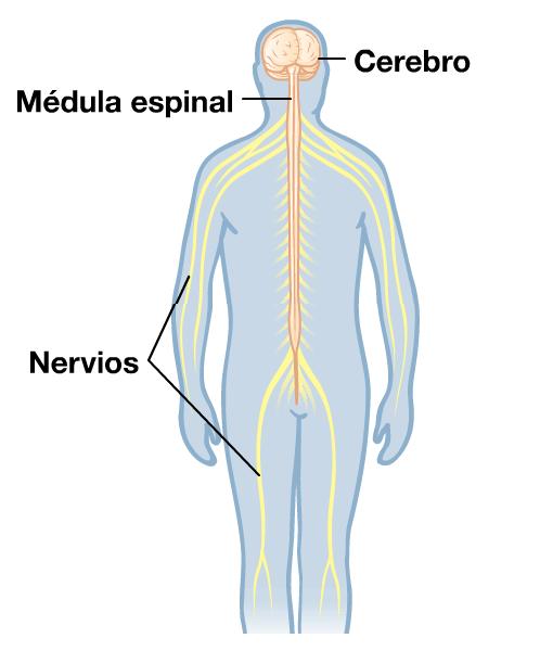 Cerebros y nervios