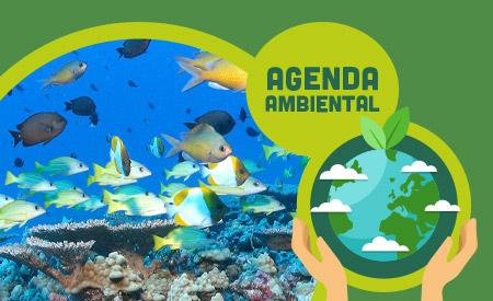 imagen de 1° aniversario del proyecto jardinería de coral en Isla Tortuga